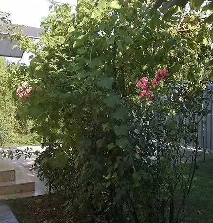 Rum i privatbostad Casa Smaranda *